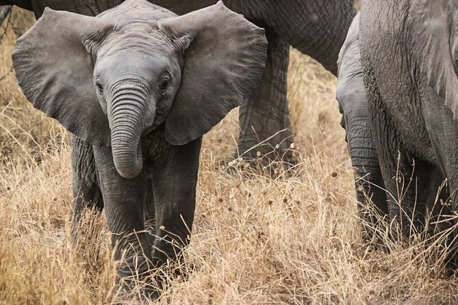 9-Day Enchanting Tanzania Safari -High End All Inclusive - Day 4: Lake Manyara, canopy views, and tree-climbing lions