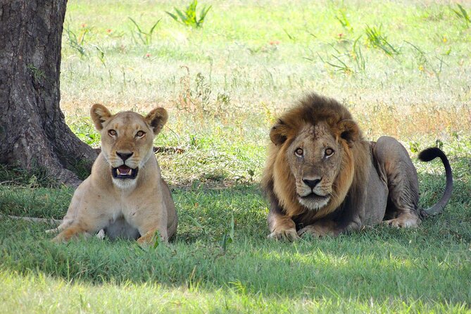 9-Day Enchanting Tanzania Safari -High End All Inclusive - Days 7 and 8: The Serengeti in full