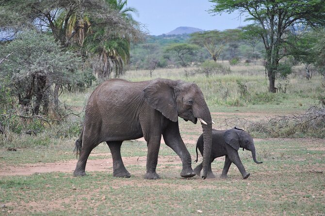 9-Day Enchanting Tanzania Safari -High End All Inclusive - Day 2: Walking through Arusha National Park
