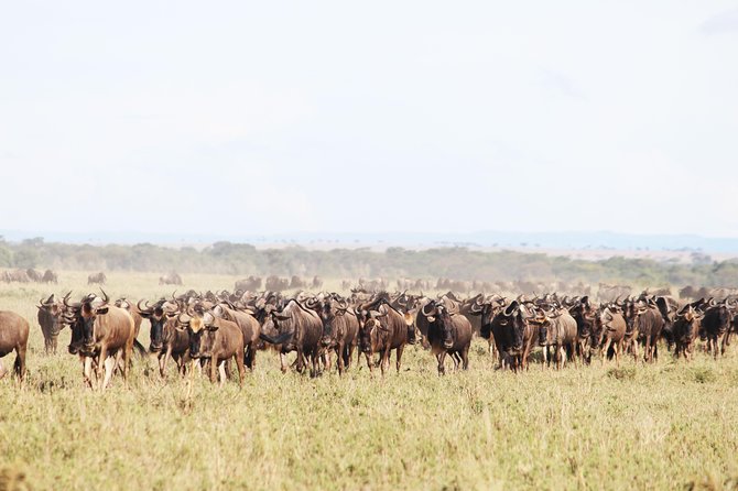 9-Day Serengeti Migration Footsteps Tanzania Safari - The big question: is the migration timing right?