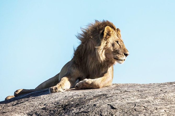 9-Day Serengeti Migration Footsteps Tanzania Safari - Day 3: Through the highlands to the Serengeti
