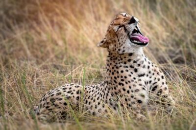 9-Day Serengeti Migration Footsteps Tanzania Safari