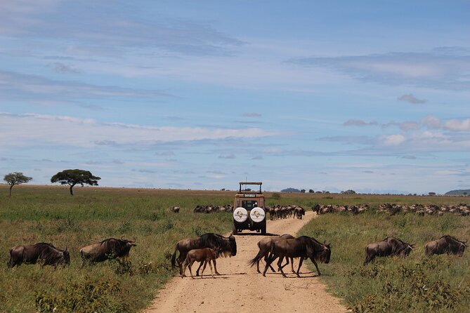 9-Day Serengeti Migration Footsteps Tanzania Safari - Day 6: Returning toward Seronera