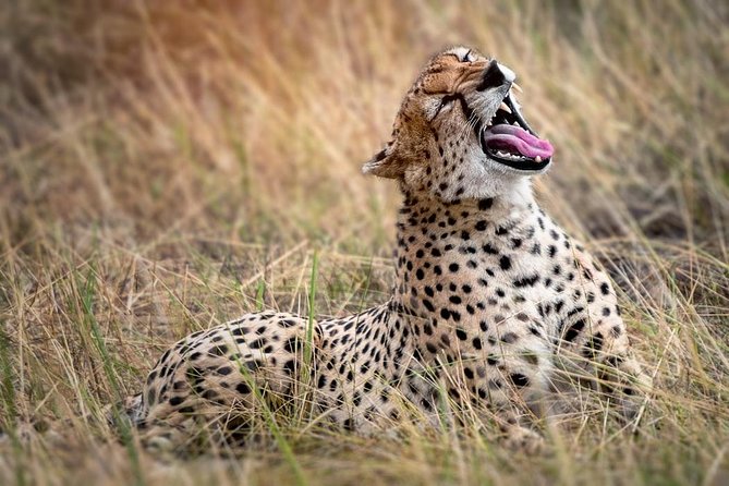 9-Day Serengeti Migration Footsteps Tanzania Safari - Day 2: Tarangire and its giant baobabs