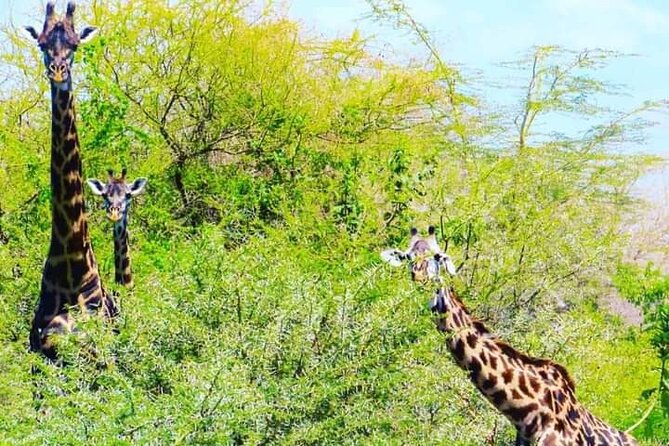 A Day Trip To Mikumi fly from Zanzibar - Who should book this day trip?