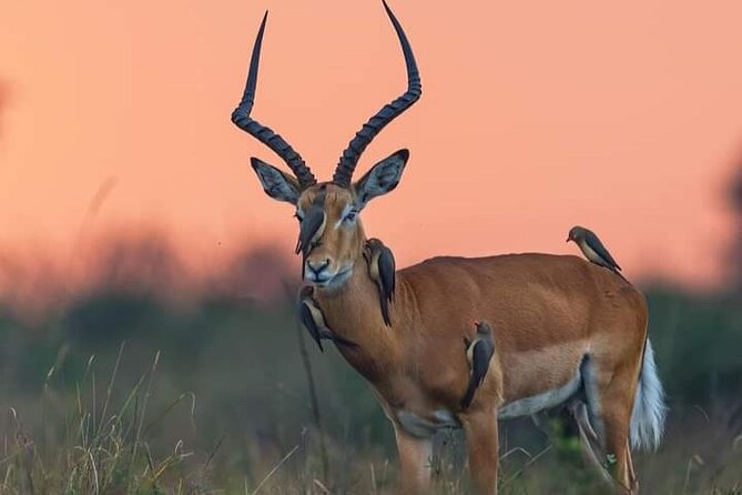 A Day Trip To Mikumi fly from Zanzibar - The morning game drive inside Mikumi National Park