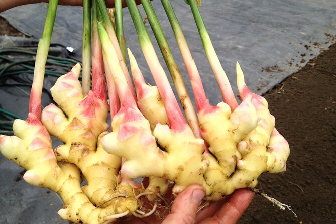 A Private Full Day Tour To Stone Town & Spice Farm - The pace, vehicle, and private format