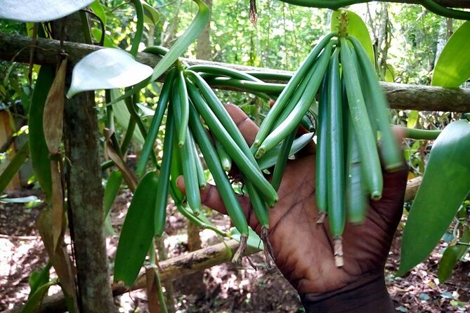 A Private Full Day Tour To Stone Town & Spice Farm - Practical details before you book