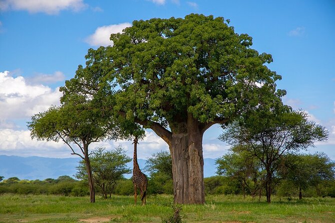 Arusha: 5 days Safari Trip Tarangire, Lake Manyara and Ngorongoro - Day two: Lake Manyara and the search for tree-climbing lions