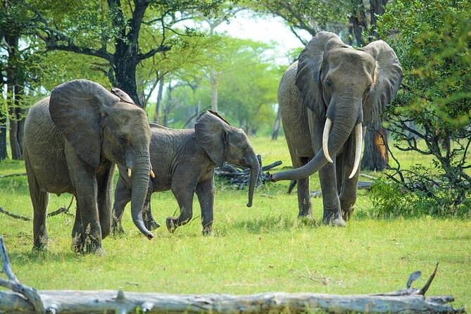 Arusha: 5 days Safari Trip Tarangire, Lake Manyara and Ngorongoro - Day four: Into Ngorongoro Crater