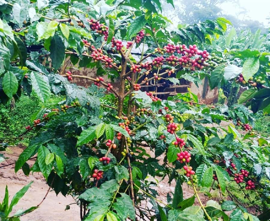 Arusha: Materuni Waterfalls, Coffee, and Hotsprings Tour - What to pack and how to pace the day