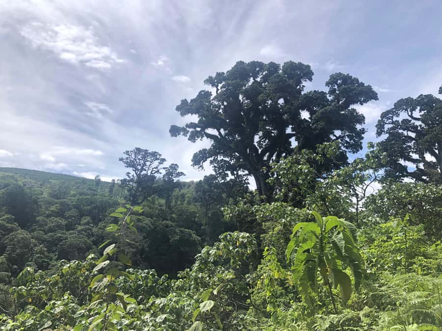 Arusha: Napuru Waterfalls Guided Hike - Timing, cancellation, and simple planning tips