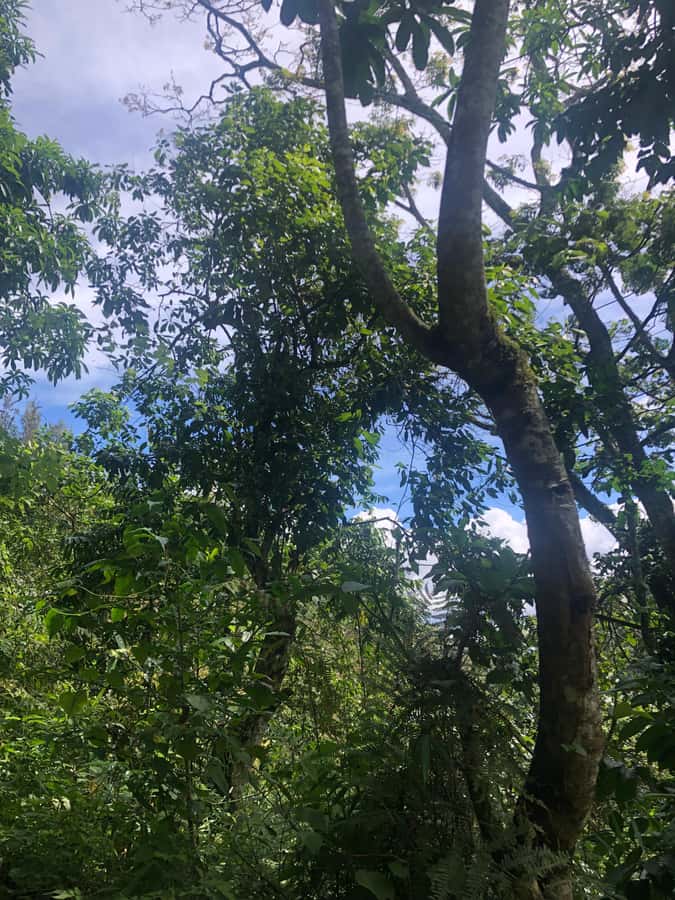Arusha: Napuru Waterfalls Guided Hike - Is $50 a fair price?
