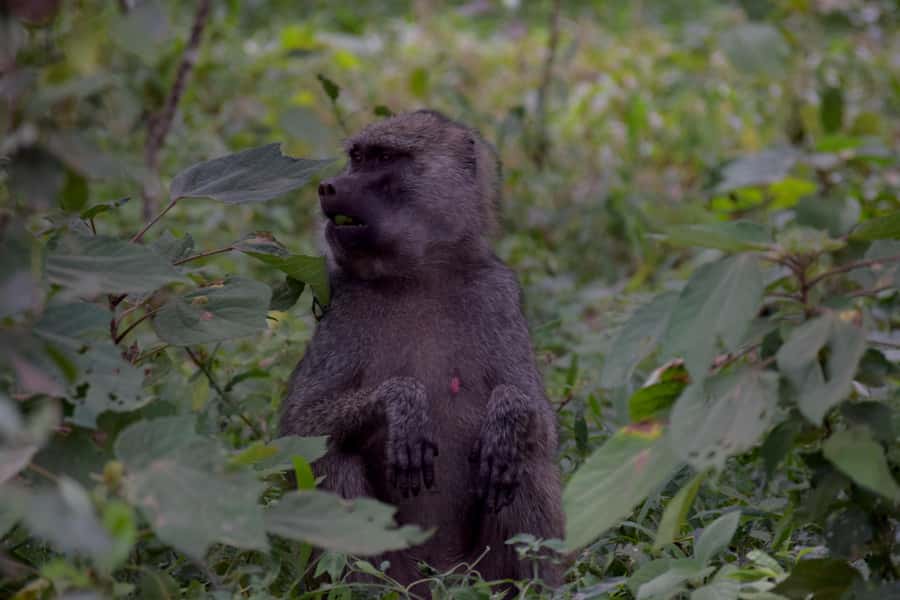 Arusha National Park Full-Day Safari - Key points to know before you book