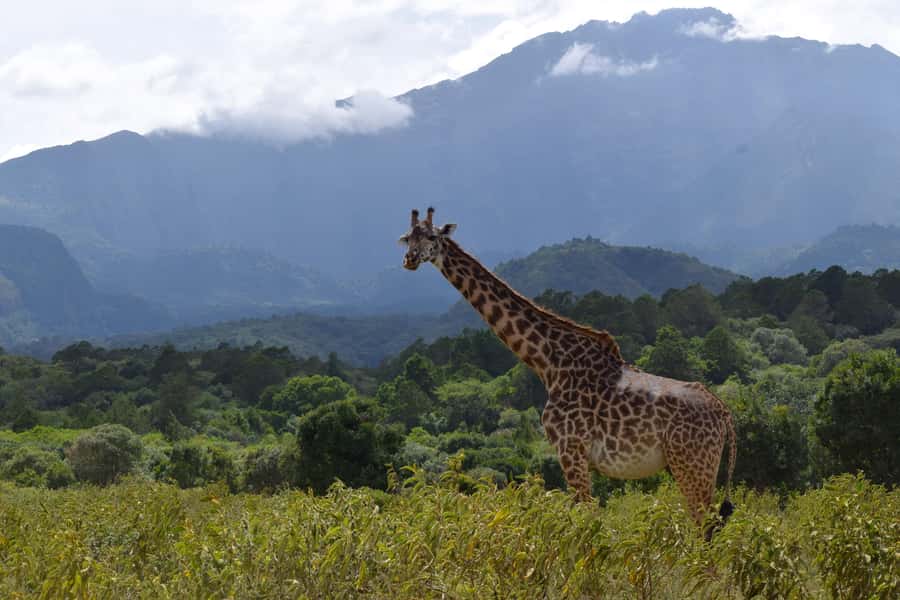 Arusha National Park Full-Day Safari - Why Arusha National Park makes sense for a one-day safari