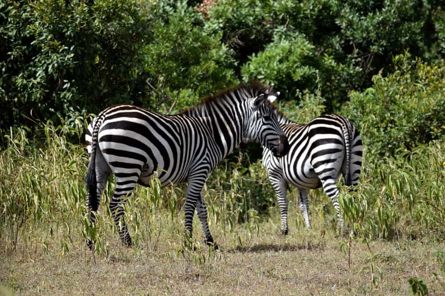 Arusha National Park Full-Day Safari - The three-hour morning game drive