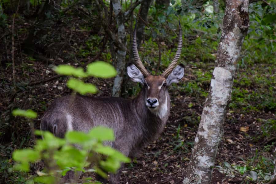 Arusha National Park Full-Day Safari - Lunch beside the lake
