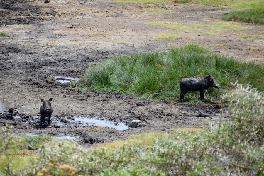 Arusha National Park Full-Day Safari - What wildlife you can reasonably hope to see