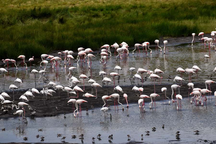 Arusha National Park Full-Day Safari - What $195 per person buys you