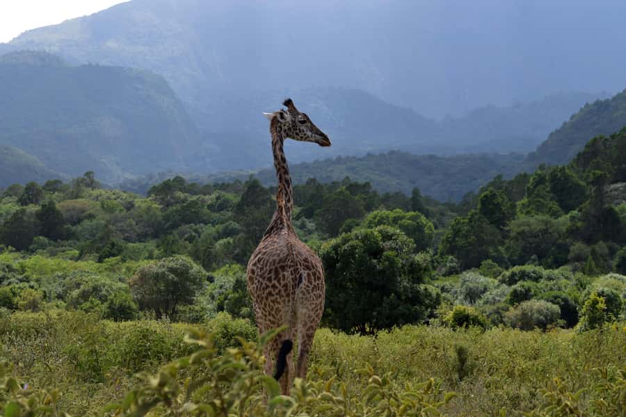 Arusha National Park Full-Day Safari - Practical comfort and flexibility