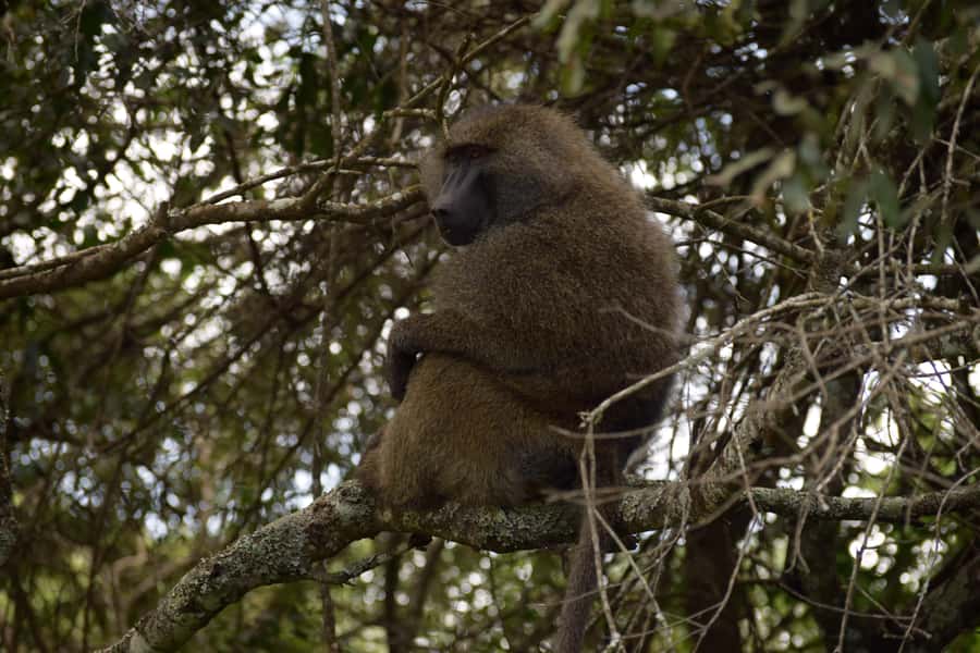 Arusha National Park Full-Day Safari - The one-hour ride from Arusha