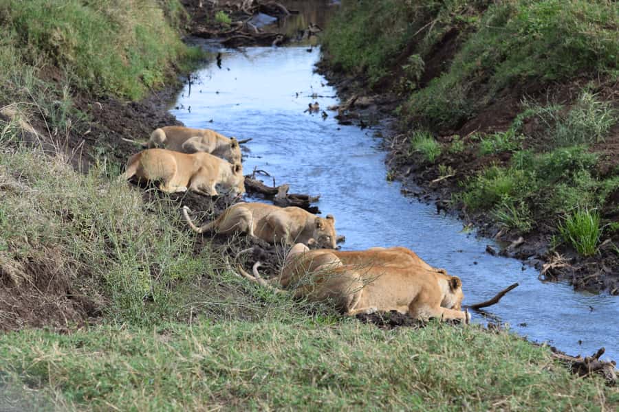 Arusha: Serengeti and Ngorongoro Multi-Day Camping Safari - Key points at a glance