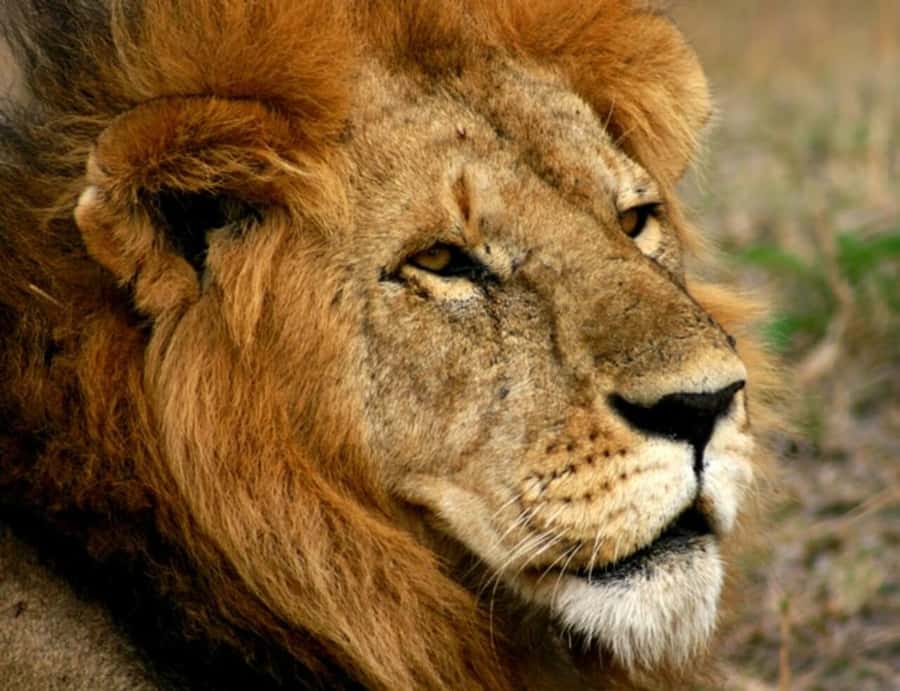 Arusha: Serengeti and Ngorongoro Multi-Day Camping Safari - Booking details worth knowing