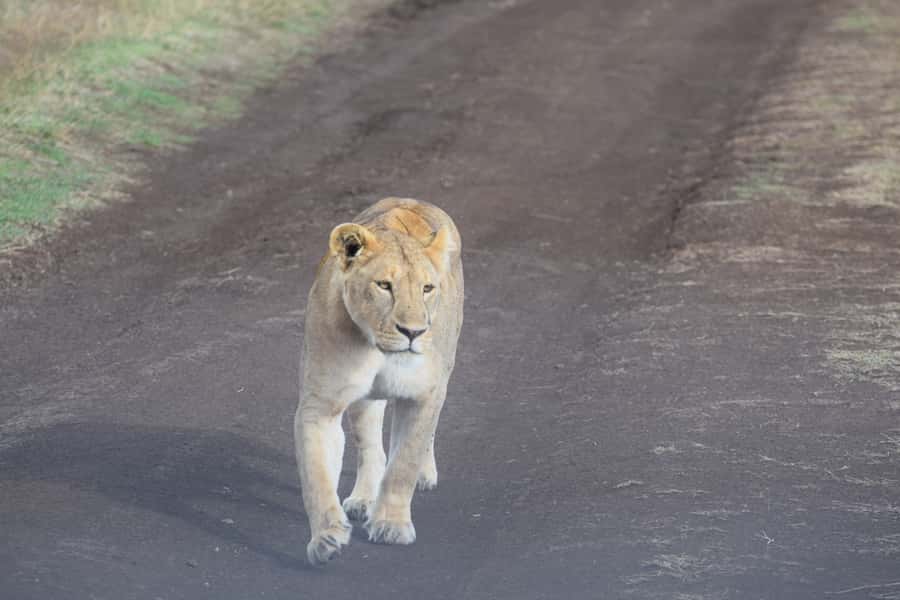 Arusha: Serengeti and Ngorongoro Multi-Day Camping Safari - What $950 buys you on this four-day safari