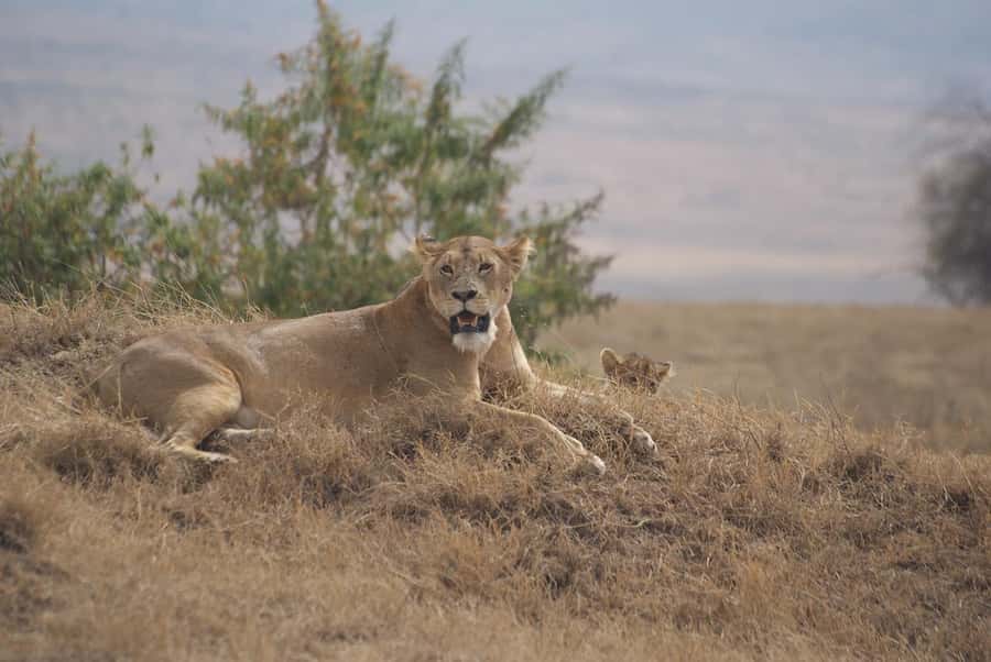 Arusha: Serengeti and Ngorongoro Multi-Day Camping Safari - Camping comfort, food, and the daily rhythm