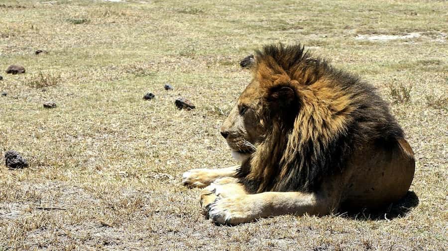 Arusha: Serengeti and Ngorongoro Multi-Day Camping Safari - Guides, driving, and the shared 4x4