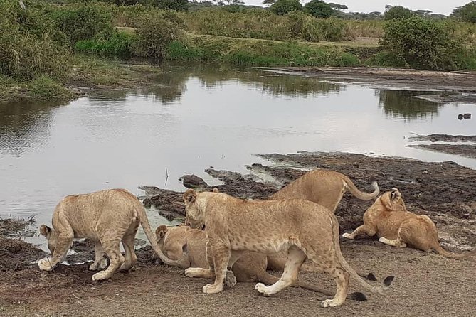 Best of Tanzania 5days 4nights safari - Key points before you book