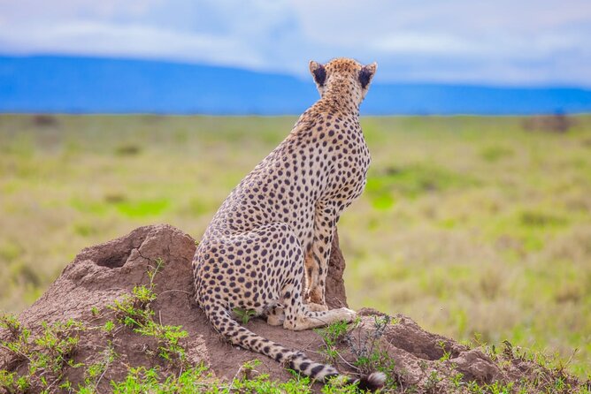 Big Five Classic Safari in Tanzania **Sustainable Travel approach - Day 1: Airport arrival and a quiet start