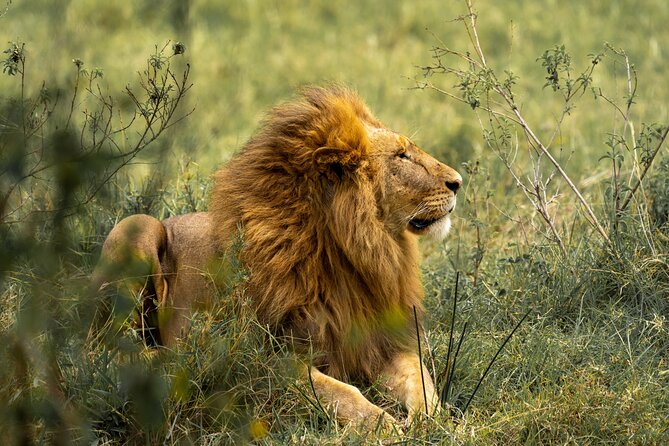 Big Five Classic Safari in Tanzania **Sustainable Travel approach - Day 4: A full day on the Serengeti plains