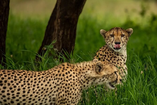 Big Five Classic Safari in Tanzania **Sustainable Travel approach - Day 6: Lake Manyara’s varied habitats