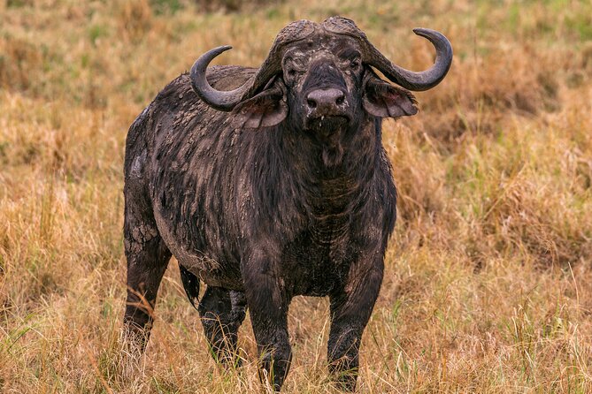 Big Five Classic Safari in Tanzania **Sustainable Travel approach - Day 7: A gentle finish near Kilimanjaro
