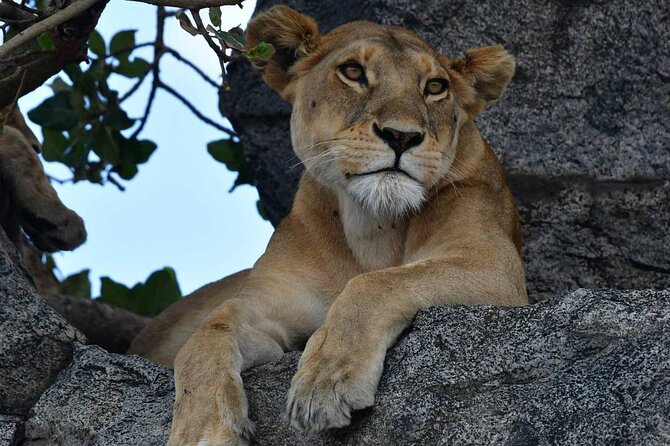 Big Five Classic Safari in Tanzania **Sustainable Travel approach - Day 2: Tarangire’s river, baobabs, and elephant country