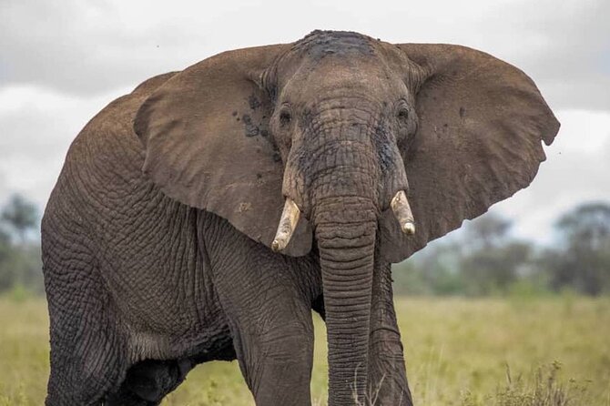 Big Five Luxury Safari in Tanzania - Four parks, one northern Tanzania route