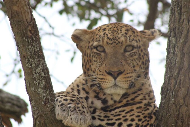 Big Five Luxury Safari in Tanzania - Lake Eyasi: birds and a quieter change of pace