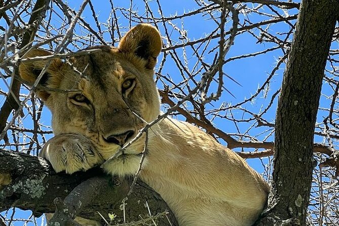 Big Five Luxury Safari in Tanzania - The long road to Serengeti National Park