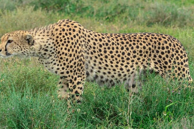 Big Five Luxury Safari in Tanzania - Serengeti: give the full day to wildlife