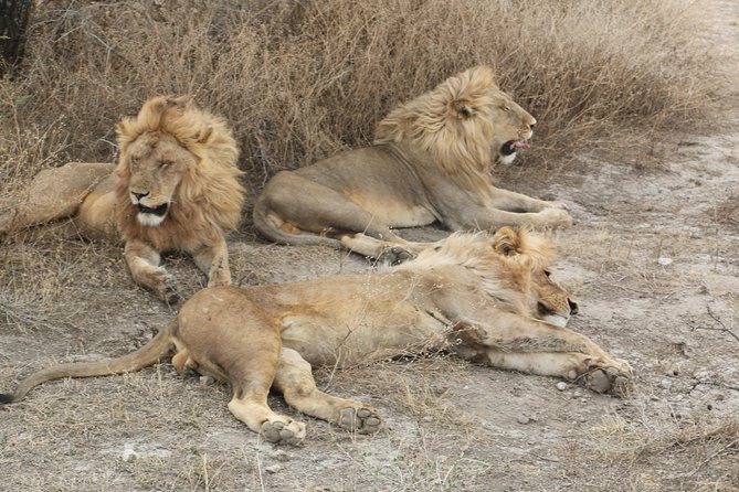 Big Five Luxury Safari in Tanzania - Ngorongoro Crater: concentrated wildlife below the rim
