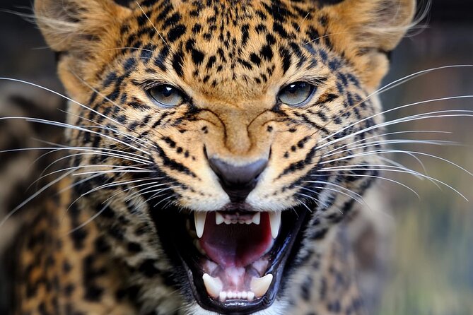 Big Five Luxury Safari in Tanzania - Lake Manyara: forest, elephants, and the Rift Valley