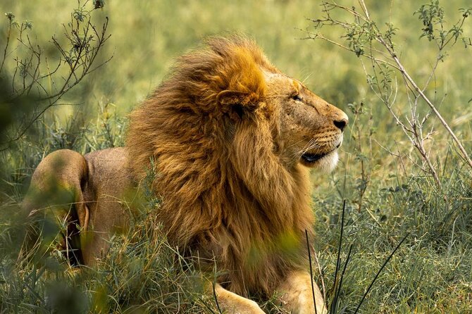 Big Five Luxury Safari in Tanzania - Tarangire: baobabs, elephants, and a full first day