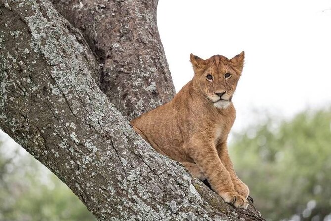 Big Five Safari In Tanzania - Day 5: A full day in the Serengeti