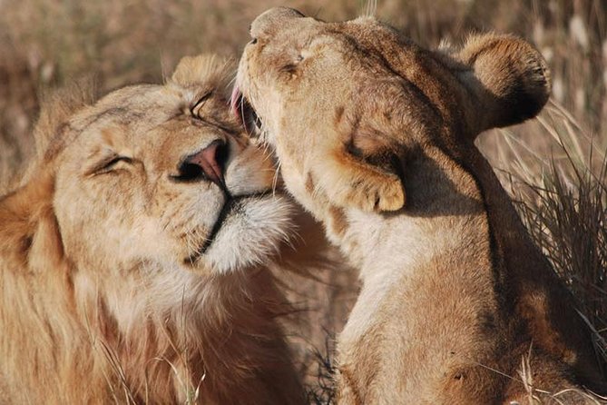 Big Five Safari In Tanzania - Day 2: Elephants and baobabs in Tarangire