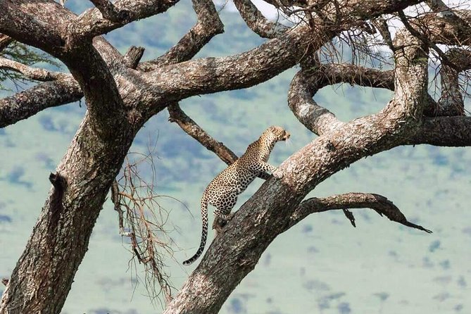 Camping to Serengeti & Ngorongoro Premium Parks - Guide quality can make or break the safari