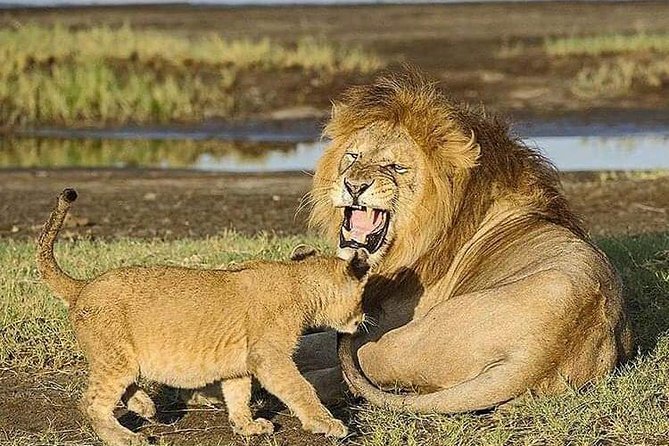 Camping to Serengeti & Ngorongoro Premium Parks - Booking details worth checking