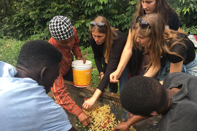 Coffee tour and Buffet Lunch with Kingstone Asilia (Arusha) - Key points to know before you book