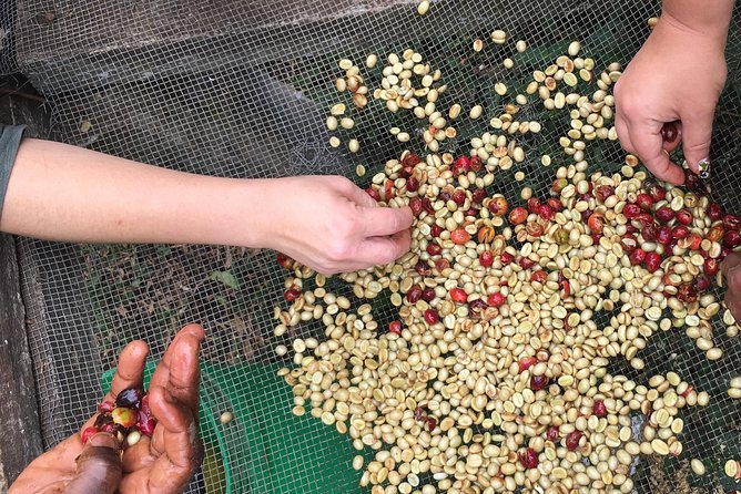Coffee tour and Buffet Lunch with Kingstone Asilia (Arusha) - A vegetarian lunch that completes the visit