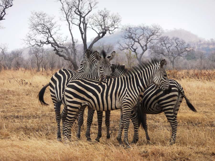 Dar es Salaam: Mikumi National Park Day Trip with Train Ride - A 4.5-hour game drive in Mikumi National Park